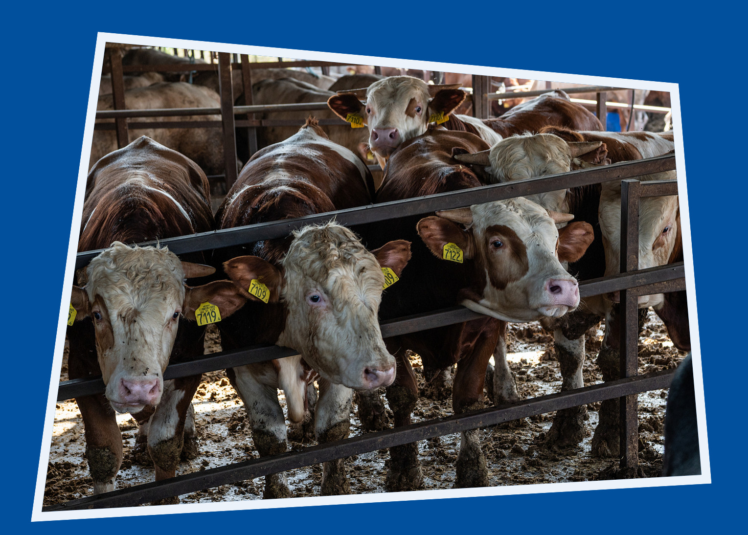 Sad cows looking through gate
